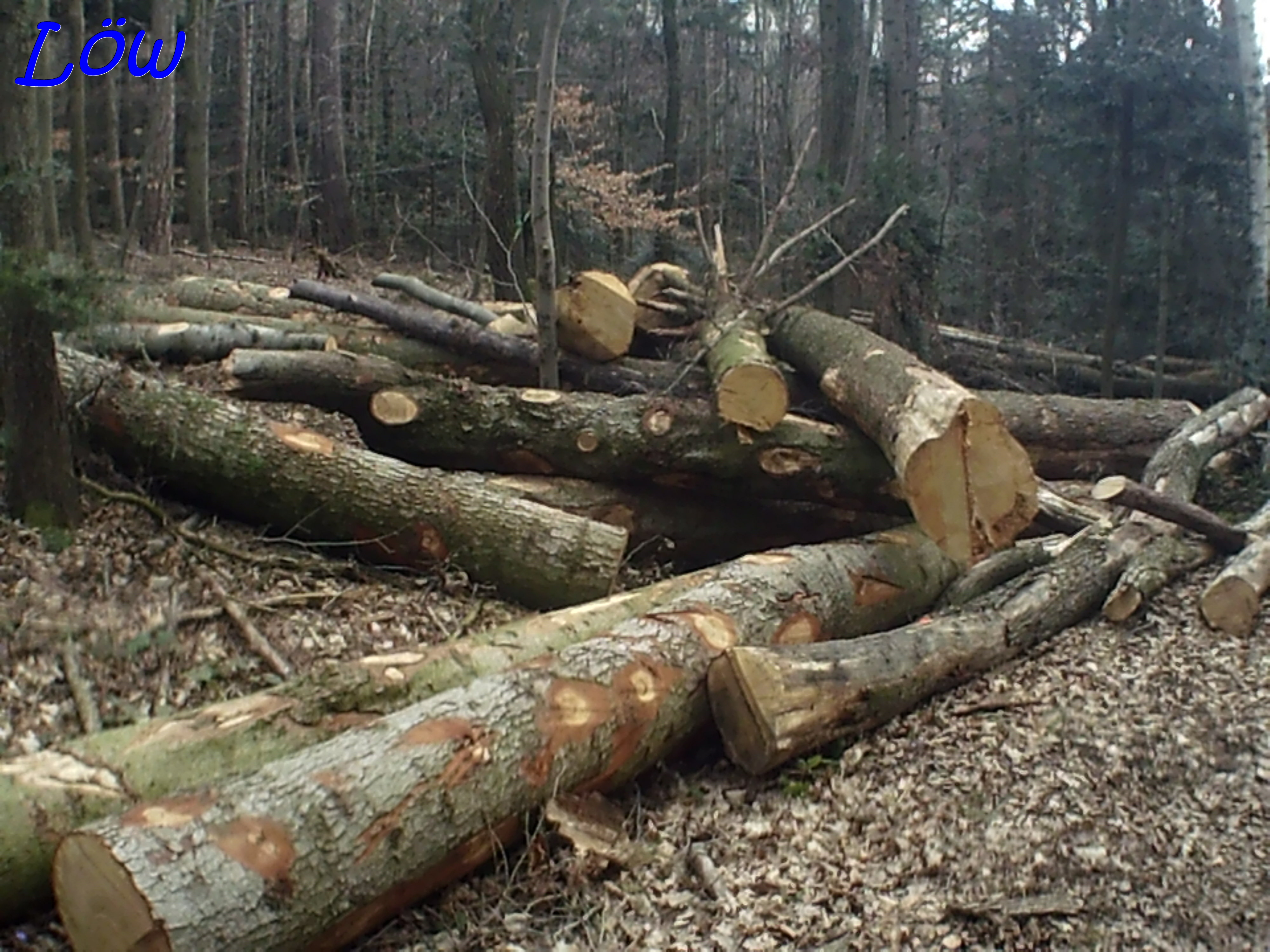 22.3.2025 - Kahlschlag